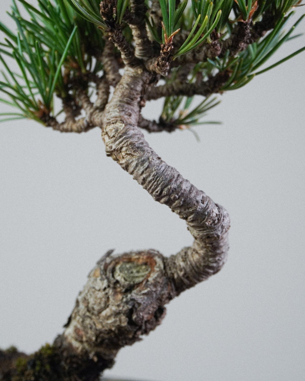 White pine - Bonso