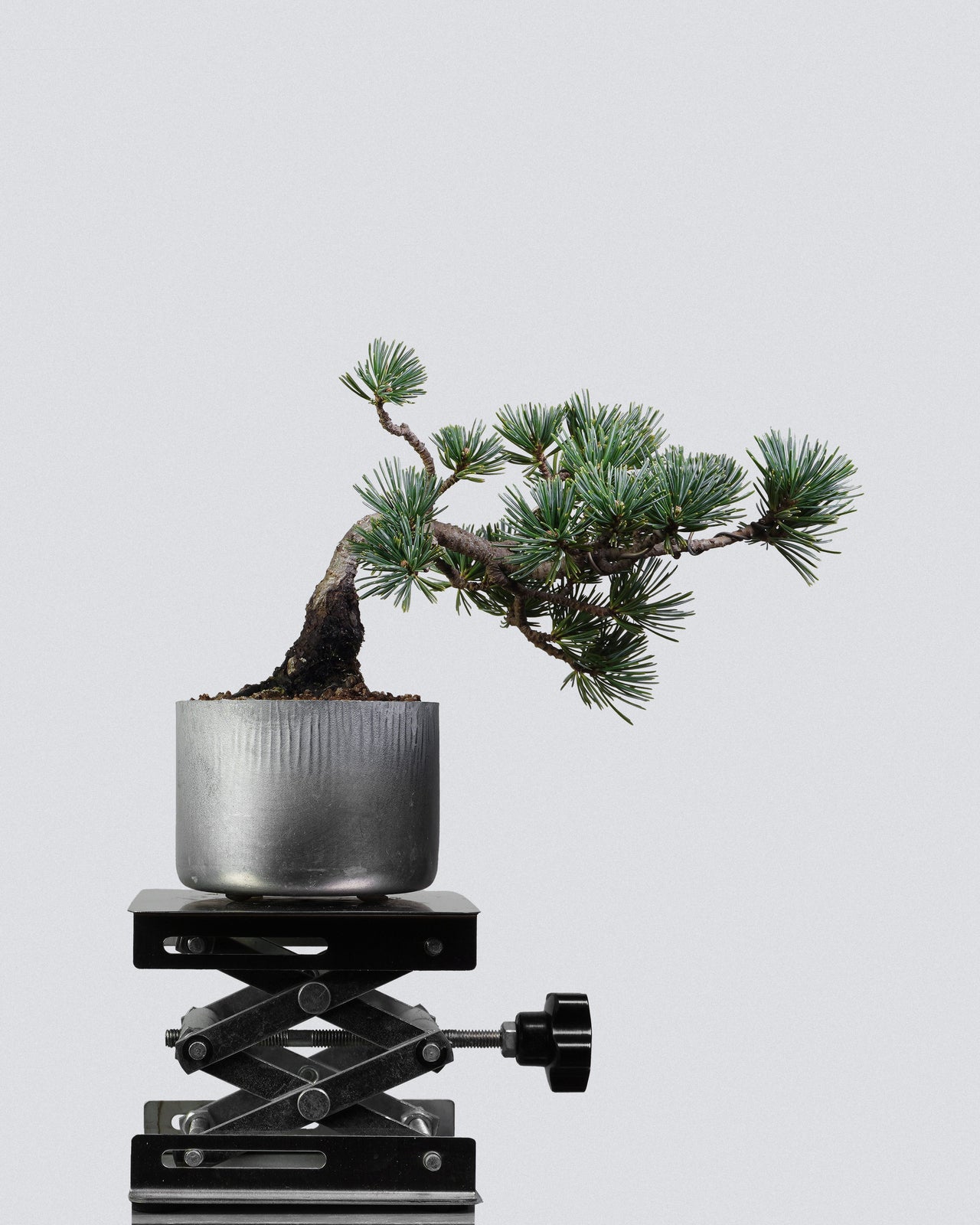 五針松 Five Needle Pine Bonsai 穩重樹勢與針葉層次分佈展示 盆景香港室內植物