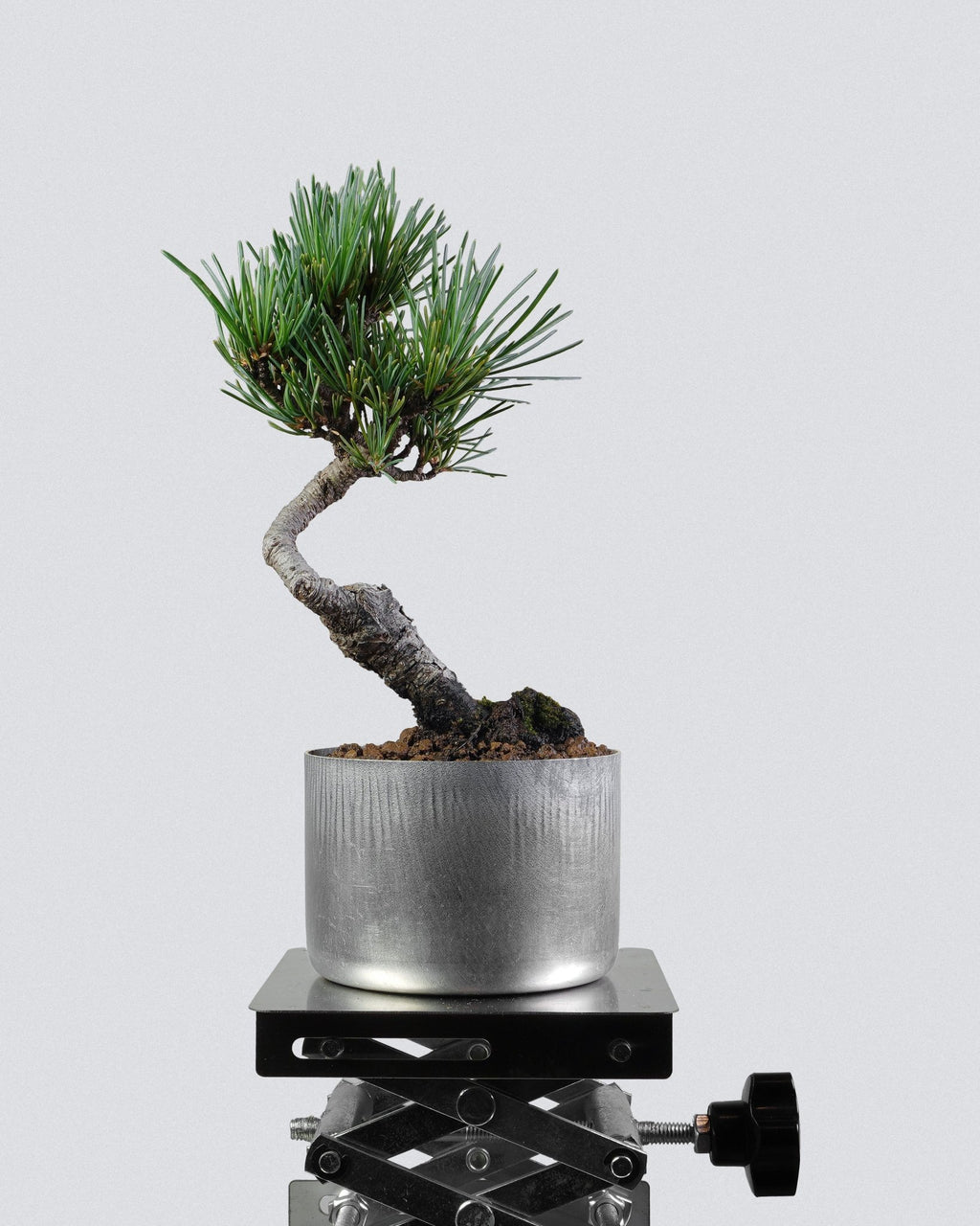 White pine - Bonso