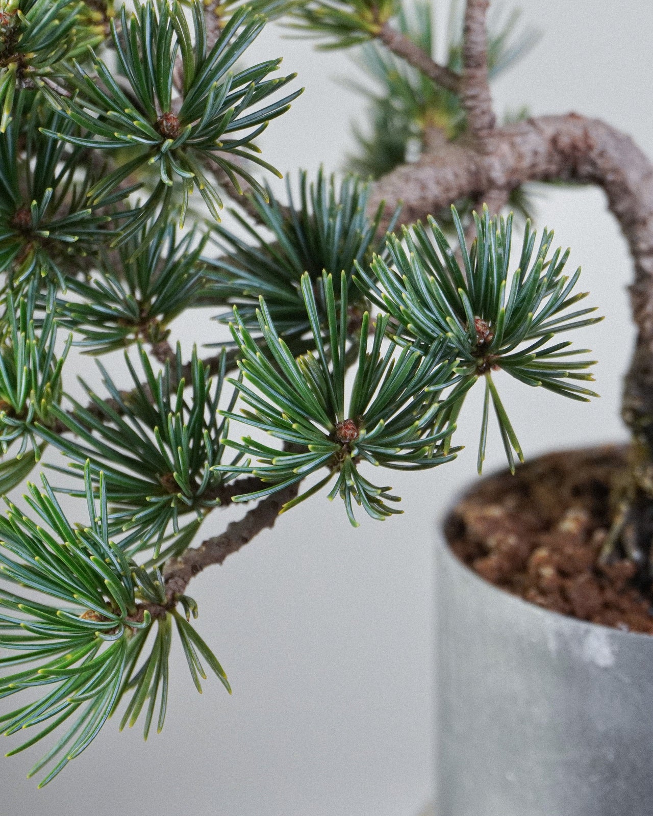 五針松 Five Needle Pine Bonsai 細密翠綠針葉與放射狀分枝特寫 盆栽香港辦公室植物