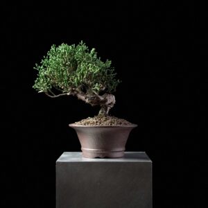 Kishu Juniper