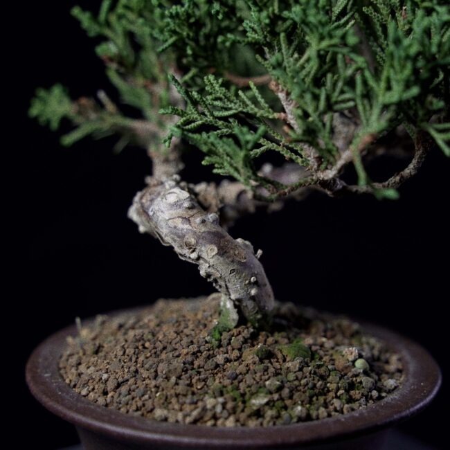 Kishu Juniper