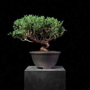 Kishu Juniper