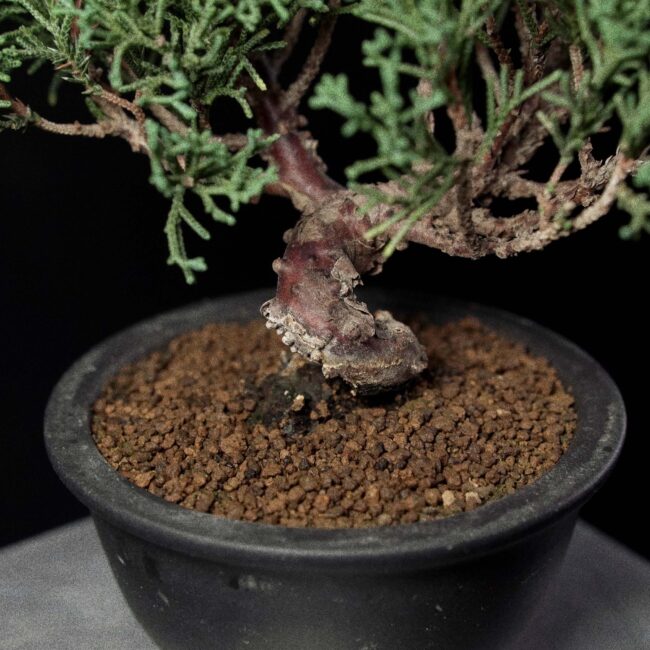 Kishu Juniper