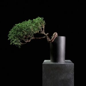 Kishu Juniper