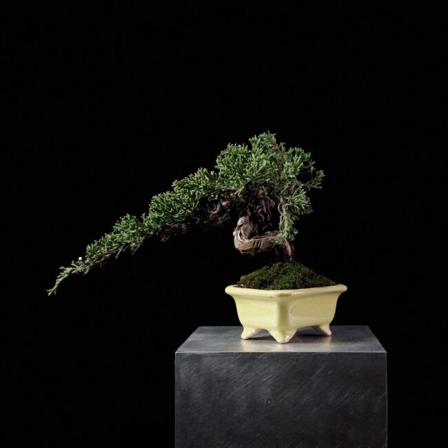 Itoigawa Juniper