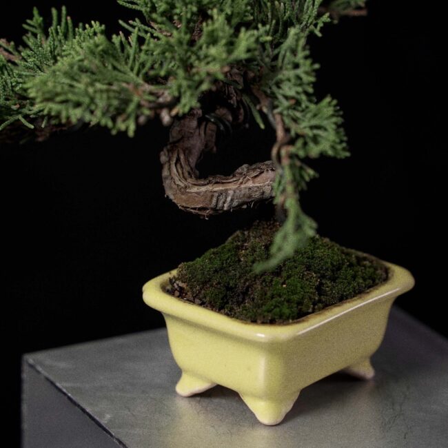 Itoigawa Juniper