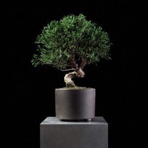 Kishu Juniper