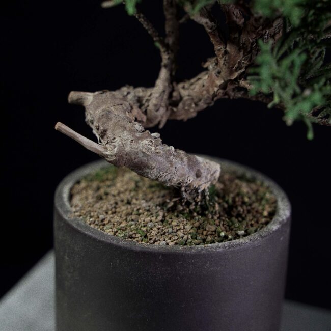 Kishu Juniper