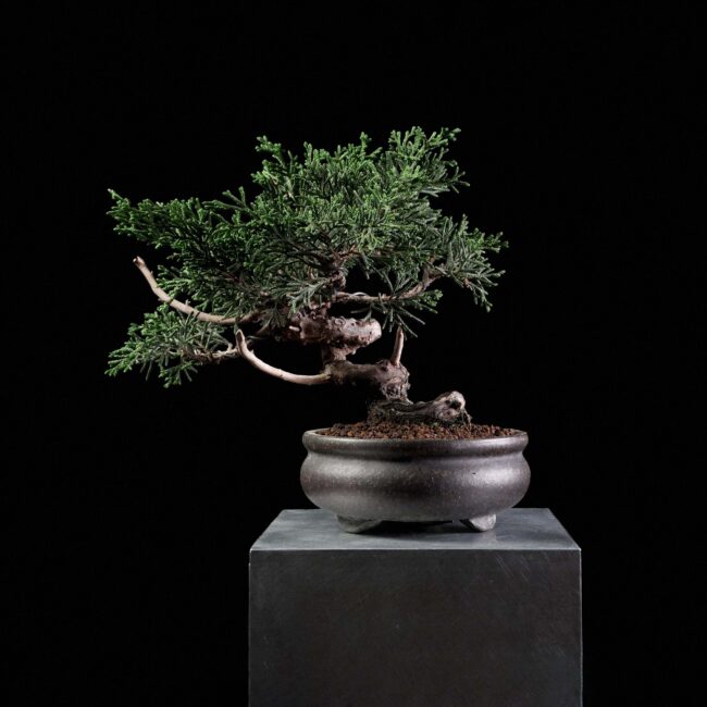 Itoigawa Juniper