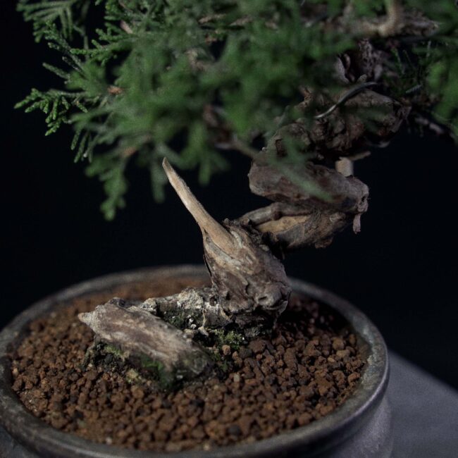 Itoigawa Juniper