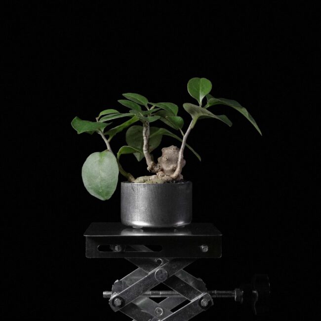 A Madeira Vine with thick leaves perched atop a metal vice, contrasting the delicate nature of life with the rigidity of mechanical tools, set against a dark background.