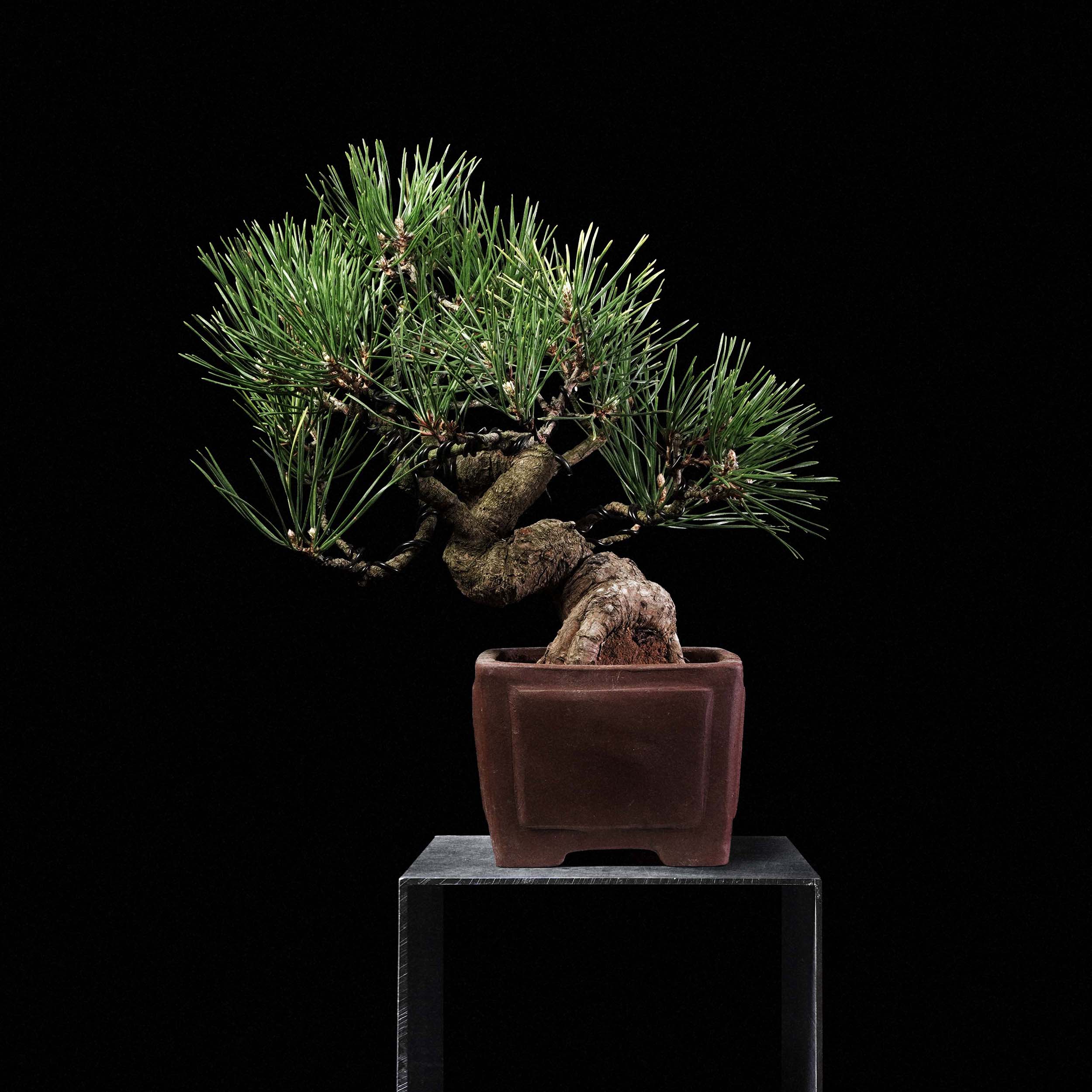 Black Pine