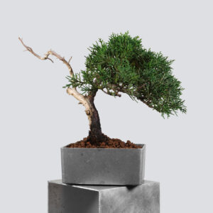 Juniper 2